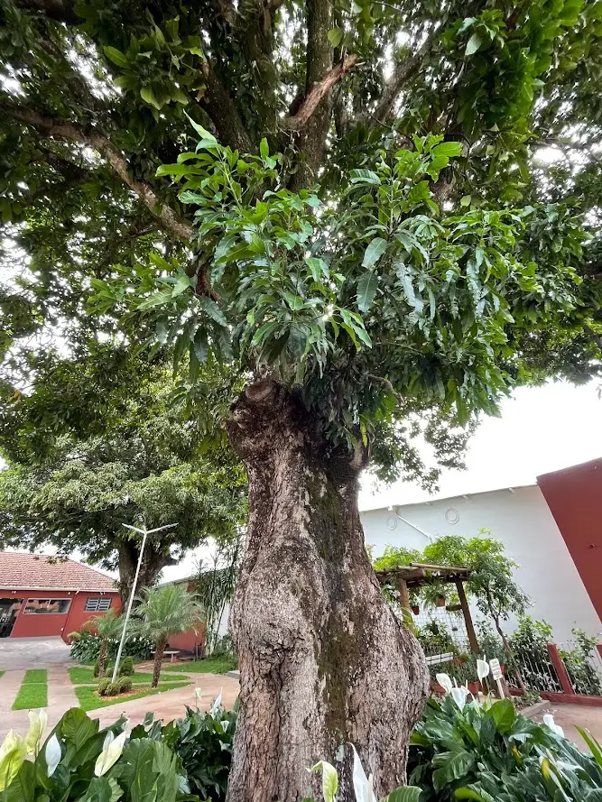 Biblioteca do Colégio Allan Kardec, com estantes de livros