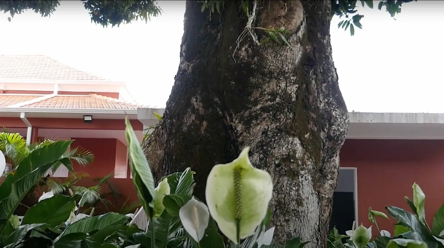 Árvore e copos-de-leite no jardim do Colégio